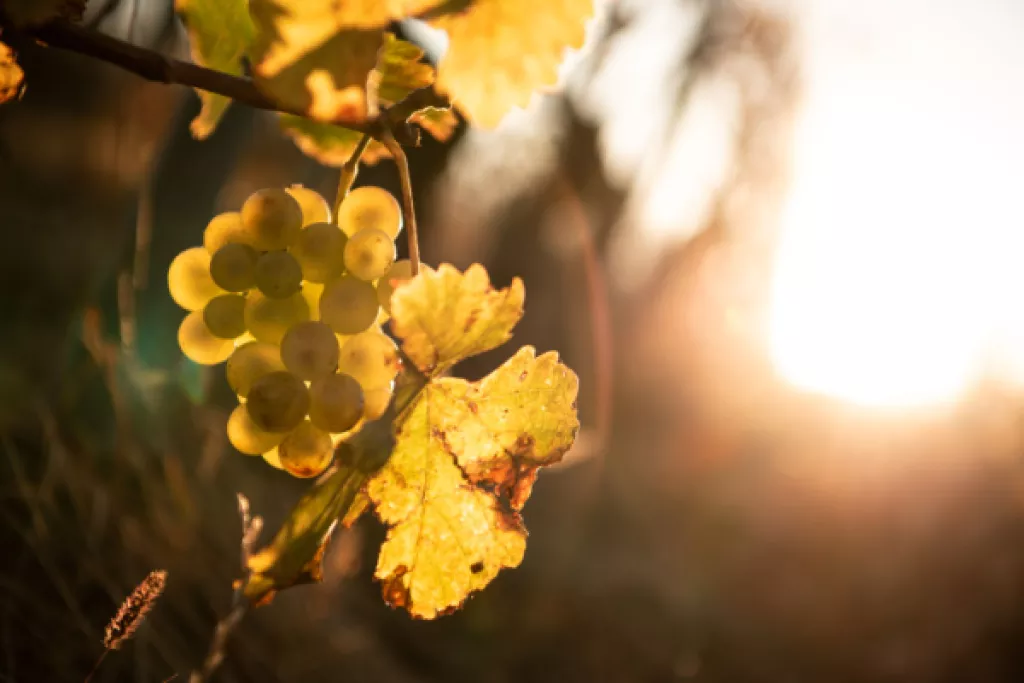 Viticulture : déblocage d’aides pour le secteur